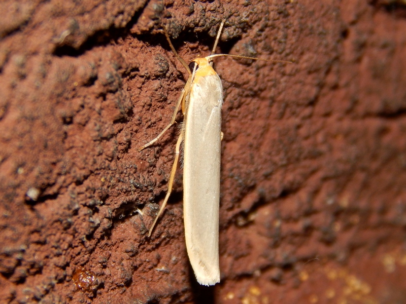 Eilema depressa ?